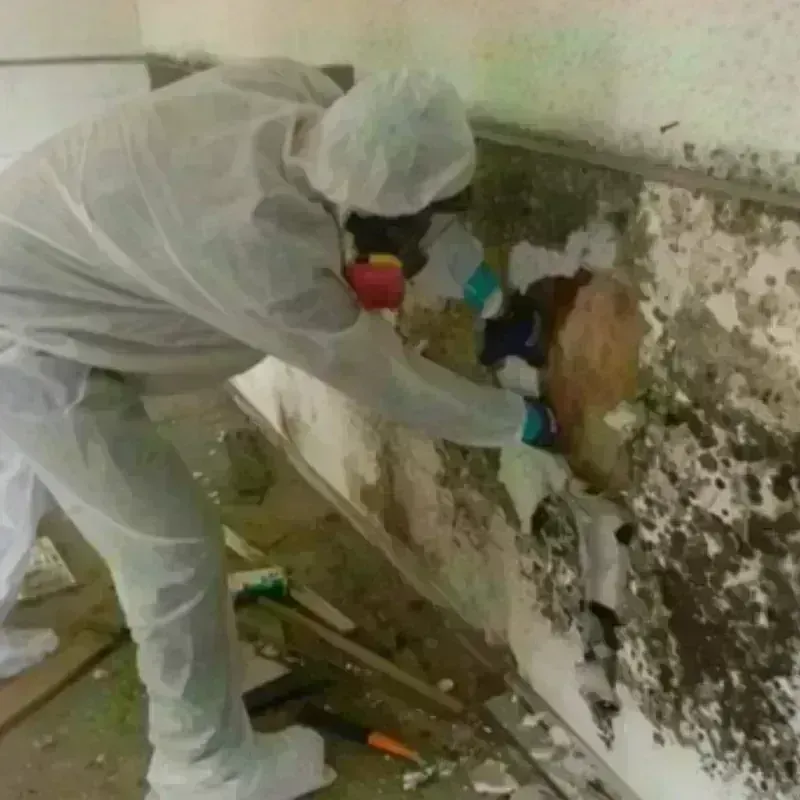 Mold Remediation and Removal in Grundy County, IA